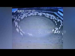 Mystery as flock of sheep move in circle continuously for 12 days