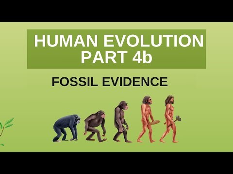 HUMAN EVOLUTION PART 4b | FOSSIL EVIDENCE