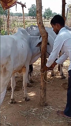 most aggressive bulls