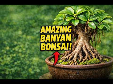 Banyan Tree Bonsai