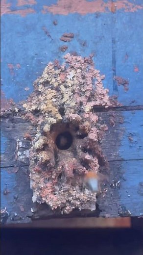 Melipona scutellaris❤️🙏🏽#bee #stinglessbees #bees #yeshua