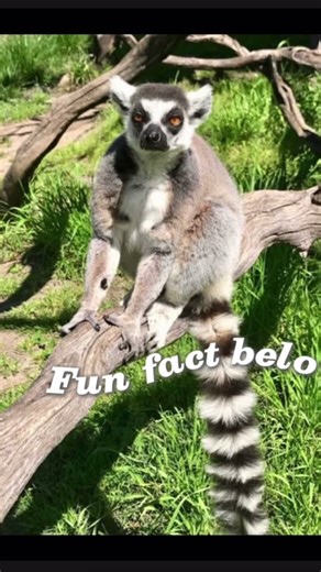 Today’s animal is a lemur, look below for a fun fact! #cute #animals #vibes #fypシ #edit #trending