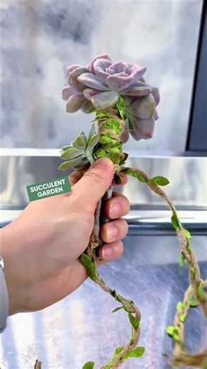 Creative Succulent Shapes: Unique Styling Hacks You Must Try!