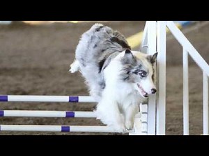 Dog Agility Training