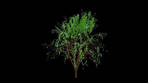 Download Tree Animation With Leaves Alpha Channel Transparent Background. 4K Resolution for free