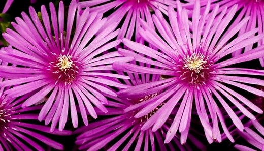 Are Ice Plants Deer Resistant? Try These 4 Varieties