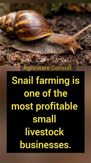 Snail farming is low capital, low stress, high demand. Would you try it?#SnailFarming #snail