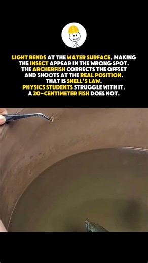 A tiny fish mastering real physics.