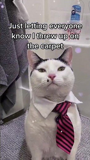 I frew up 🥸 #cat #cute #funny #trend #shorts