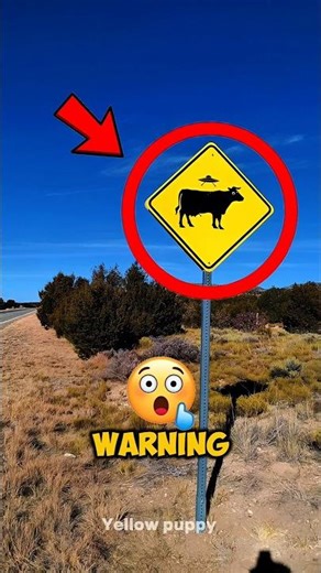 Aliens Took the Cows. This is the Warning ⚠️ #shorts