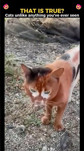 The Rarest Cats in the World 😻✨ You’ve Never Seen Colors Like These! #cat #cats #funnycats #pets