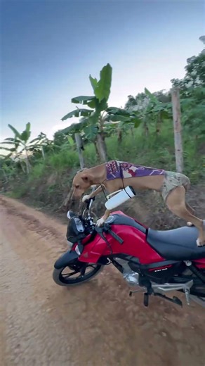 CAFE #automobile #meme #1000subs