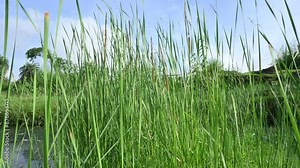 Typha angustifolia plant. Its other names  lesser bulrush, narrowleaf cattail and lesser reedmace. This is a perennial herbaceous plant of genus Typha. This Several parts of the plant are edible.