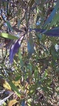 This is a Hop Bush Dodonea purpurea, It's an evergreen shrub about 5 ft x 8 tall.