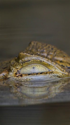 Animal parents are just like us: fiercely protective of their young, raising them against all odds in a variety of environments. Witness amazing stories of dedication and sacrifice as animal parents embark on the greatest of all challenges on "Nature: Parenthood" Mondays at noon on Emerge 6.3 or stream on demand with the KMOS PBS app. | KMOS-TV