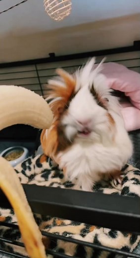 Cute Guinea Pig Eating Banana - Funny Meme Video