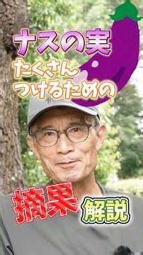家庭菜園や農園のナス栽培で実をたくさん付けるための摘果作業！【農家直伝】#shorts