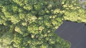 This stock footage provides an overhead view of a dense, verdant forest canopy bisected by a winding river. The progression of the footage reveals the lush greenery from various angles, showcasing the