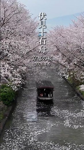 【大人の京都・奈良散歩】花筏「桜の絨毯」…、京都・伏見の桜並木をゆく十石船がまるで絵画のよう #kyoto #sakura #そうだ京都行こう