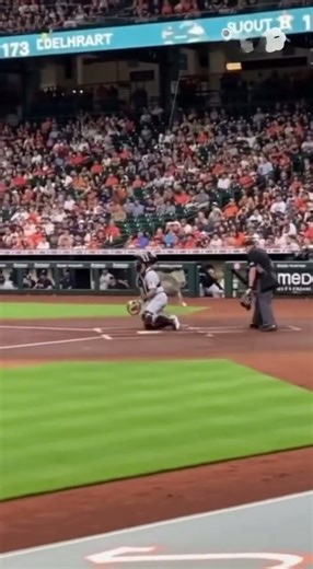 Wolf crashing a baseball match
