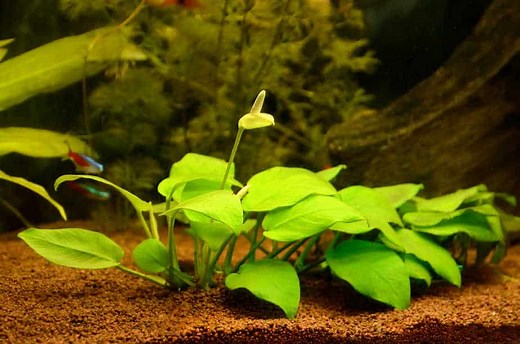 7 Aquarium Plants That Flower | With Tips and Pictures