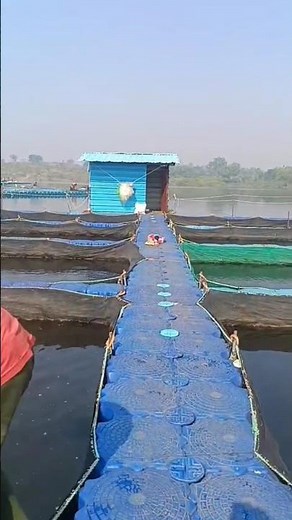 fish farming# agricultural# #villagepond #pondpump #fishing #carpfishing # you tube shorts vlog