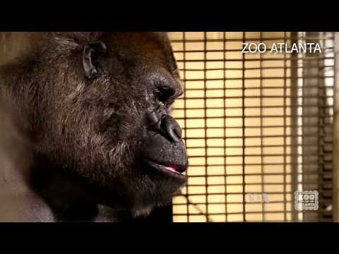 Researchers Say Animals Like Video Games Too!