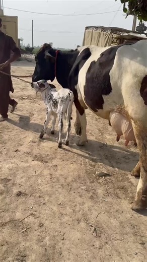 Dairy cow tv on TikTok