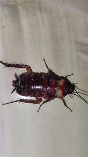 Cockroach (Telapoka) attack at night #cockroach