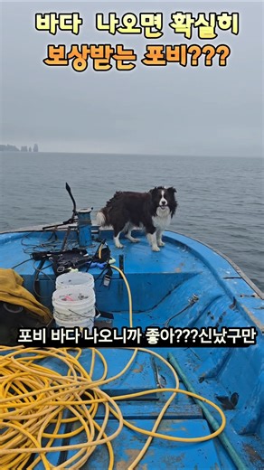 개껌? 개나 줘버려. 성게 먹는 강아지 포비. #백령도, #백령도1호보더콜리, #해산물, #성게, #보더콜리