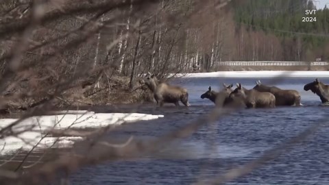 "The Great Moose Migration" kicks off in Sweden