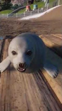 Baby Seals Waddling Around