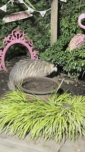 12K views · 4.7K reactions | Look who called in again, Fluffy Little Hope, she’s looking wonderful 說❤️ | Mr Lumpy & Friends. | Facebook