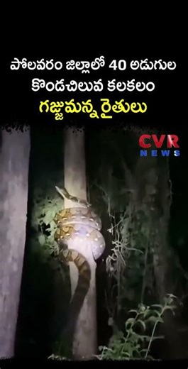 పోలవరం జిల్లాలో 40 అడుగుల కొండచిలువ కలకలం గజ్జుమన్న రైతులు | Virul | CVR NEWS