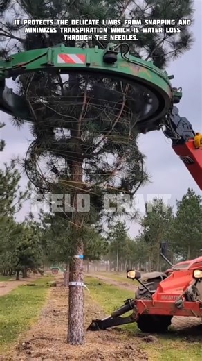 Art of the Wrap tree 🌲Modern Tree Balers