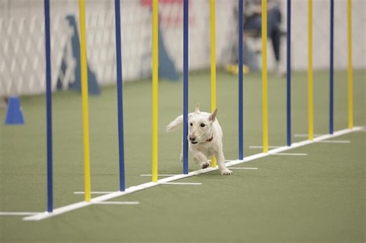 'Pickles' the Scottish Terrier Takes On Eighth Agility Invitational