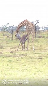 341K views · 4K reactions | A 30 minutes old baby giraffe trying to nurse for the first time. #giraffe #giraffes #wildlife #safari #wildlifephotography #nature #travel #amazinganimals #kenya | YS Wildlife Photography | Facebook
