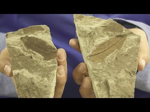 Paleobotany Spotlight: Time Travelling with Wyoming’s Plant Fossils