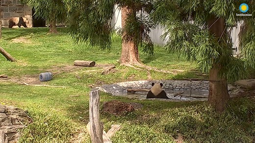 18K views · 1.9K reactions | ☀️ There's nothing like a panda pool party on a sunny spring day! . . . Catch the 50th #Pandaversary wave and check out the Giant Panda Cam, sponsored by Chase. TUNE IN: https://s.si.edu/2xiVLKp. . . . #GP50 #PandaStory | Smithsonian’s National Zoo and Conservation Biology Institute | Facebook
