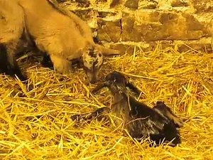 Chèvres Alpines des Tourelles - Mise bas d'HAVANA (Part 2/4) : naissance de sa première fille