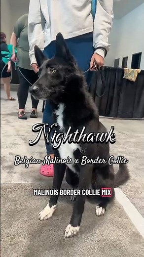 Introducing my Belgian Malinois x Border Collie #belgianmalinois #bordercollie #dogs #dogshorts