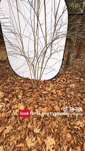 Pruning a Pomegranate Tree for Optimal Growth