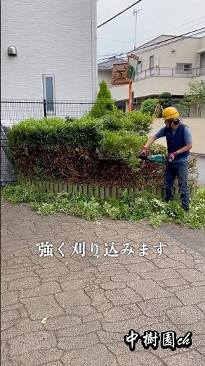 刈り込みしたら中から・・・＃植木屋＃刈り込み＃オオムラサキツツジ＃ポイ捨て
