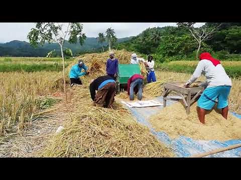 Pagsasaka ng Palay - Harvest process in the Province of Bohol | #farming ‪@NdayLenTv‬