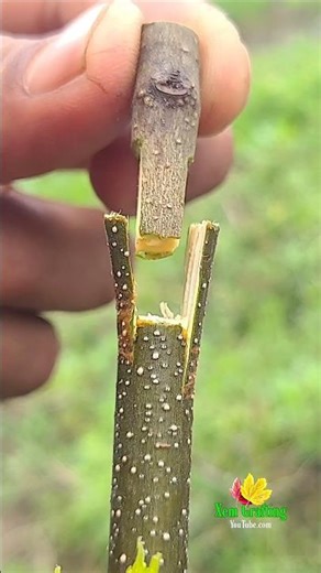 Best grafting Technique | Grafting walnut tree | easy grafting #satisfying #grafting