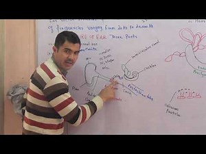 Structure and function of human Ear urdu hindhi~1