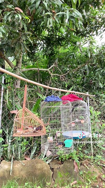 Chim Chích Choè Lửa và Mồi Cứng Mọi Địa Hình