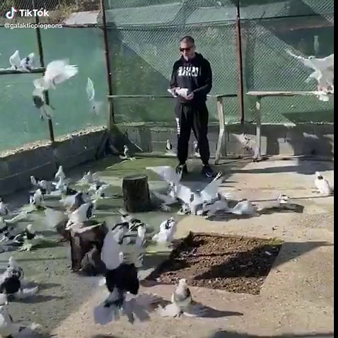 #fypシ #pigeons #colombi #SixNationsRugby #FORYOU