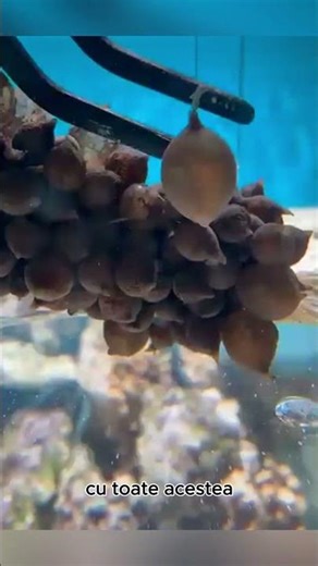 🐙🥺 O singură caracatiță a supraviețuit și a cuce#trending #viralvideo #shorts