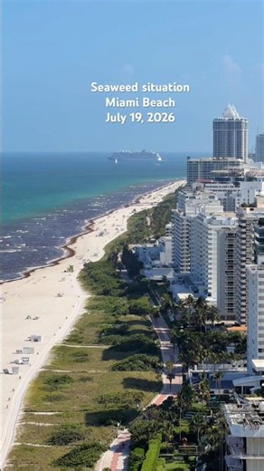 🌊 Summer of Seaweed in Miami Beach